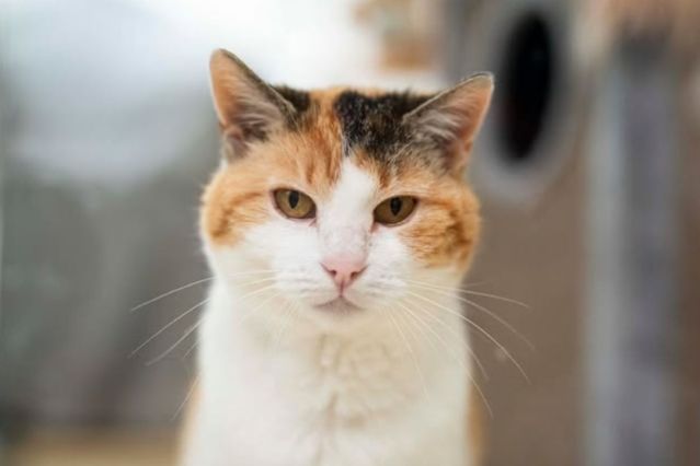 "Systemsprenger" im Tierheim Nürnberg: Ist Katze Kiwi wirklich ein hoffnungsloser Fall?